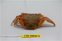 藏品(拉氏清溪蟹)的圖片